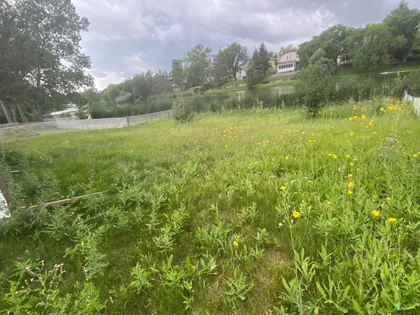 backyard before image weeds