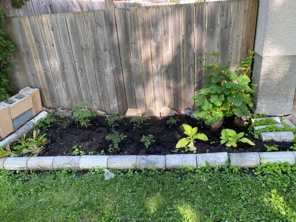 stone garden with plants growing after shot