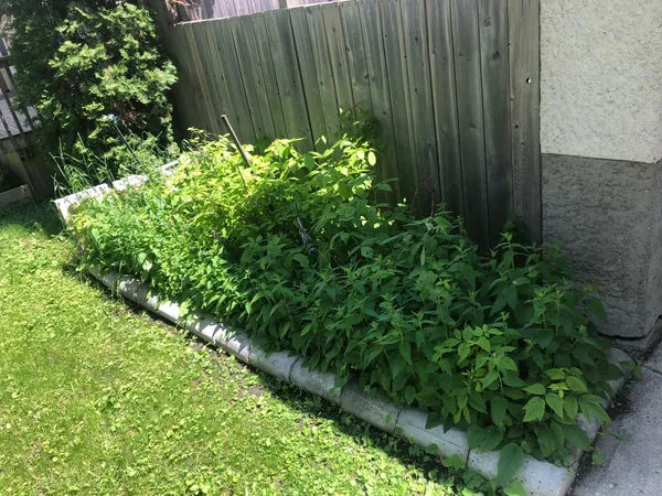 stone garden with plants growing before shot