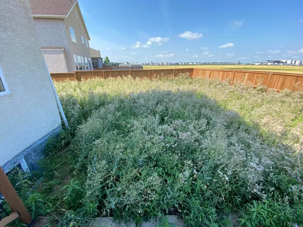 backyard before image fenced weeds